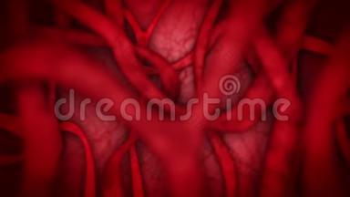红色血管的人体心脏血管系统。 心<strong>跳动</strong>画。 医学概念。 静脉和动脉。 循环系统。 脉搏